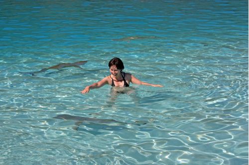 Aguas de Moorea con tiburones