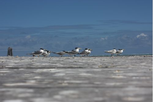 Gaviotas