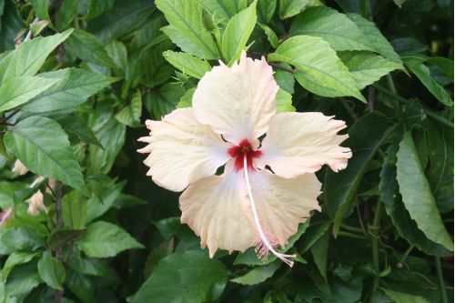 Hibiscus