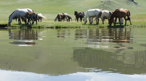 Mongolia (3)