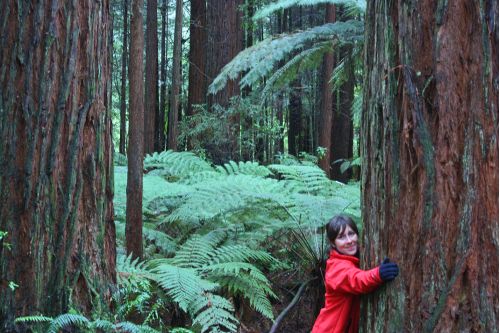 Red Wood
