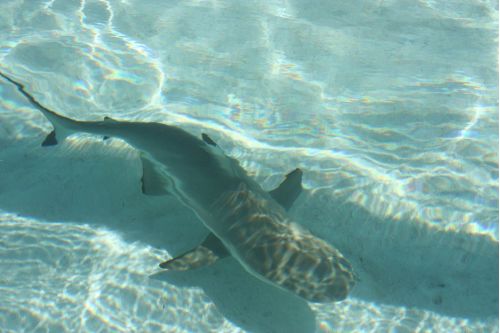 Tiburones