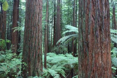 Viaje Vuelta al Mundo: El Bosque Rojo. Viaje Vuelta al Mundo: El Bosque Rojo.