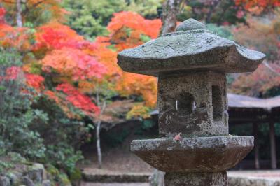 Viaje Vuelta al Mundo: Más Otoño en Miyajima. Viaje Vuelta al Mundo: Más Otoño en Miyajima.