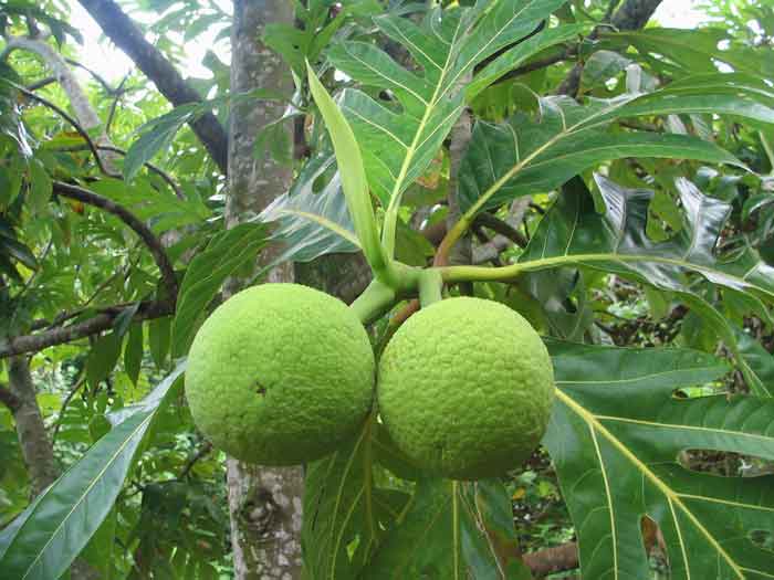 árbol del pan árbol del pan