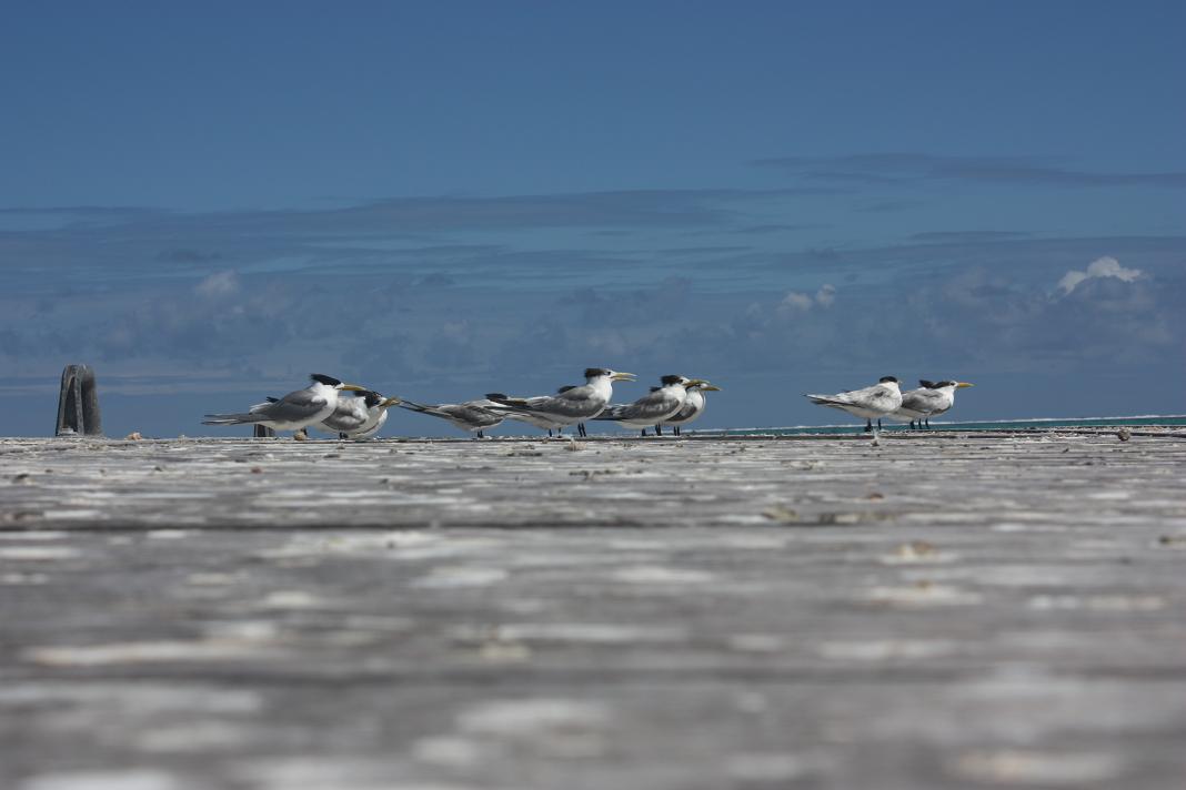Gaviotas Gaviotas