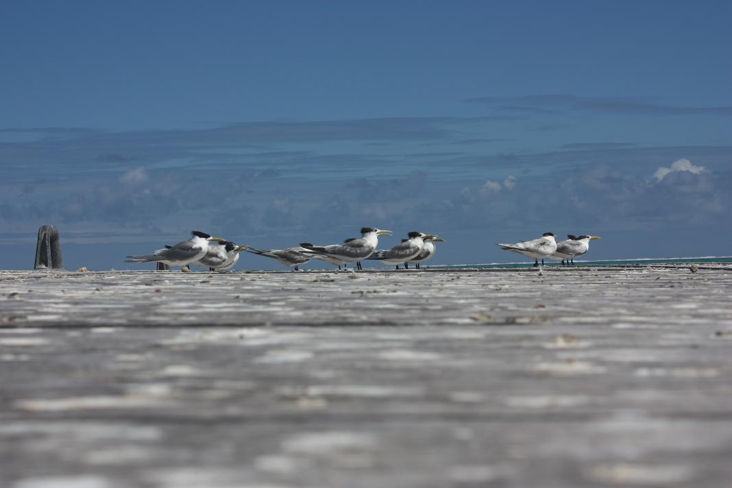 Gaviotas