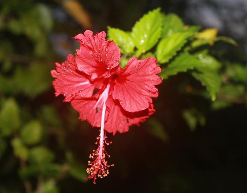 Hibiscus Hibiscus