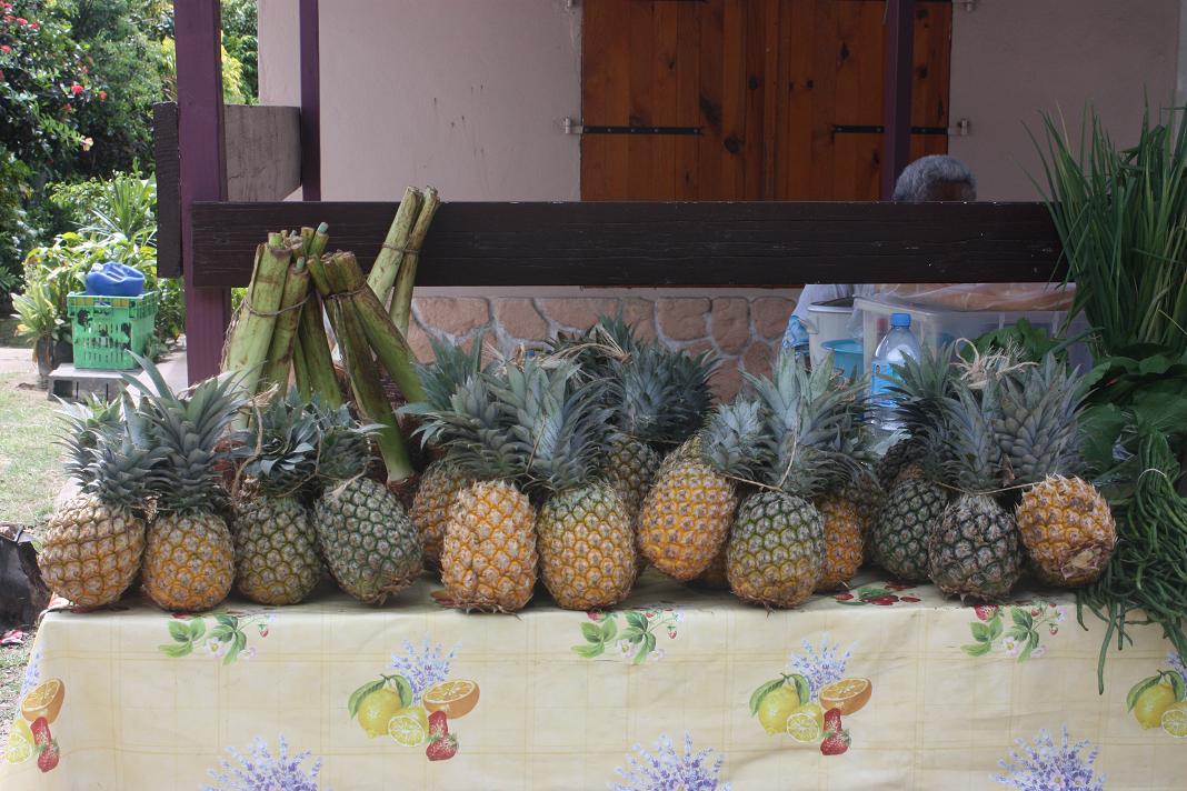 PIÑAS PIÑAS
