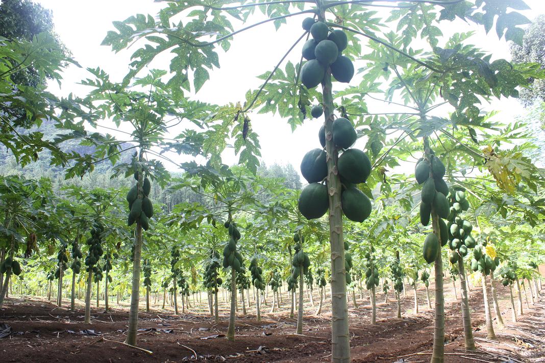 PLANTACIÒN PAPAYA II PLANTACIÒN PAPAYA II