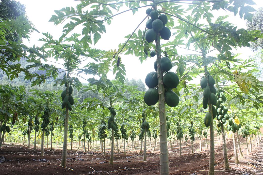 PLANTACIN PAPAYA II