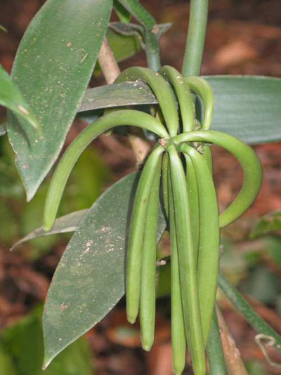 Vainilla Vainilla