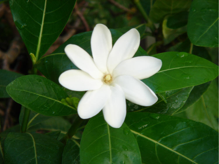 flor tiare flor tiare