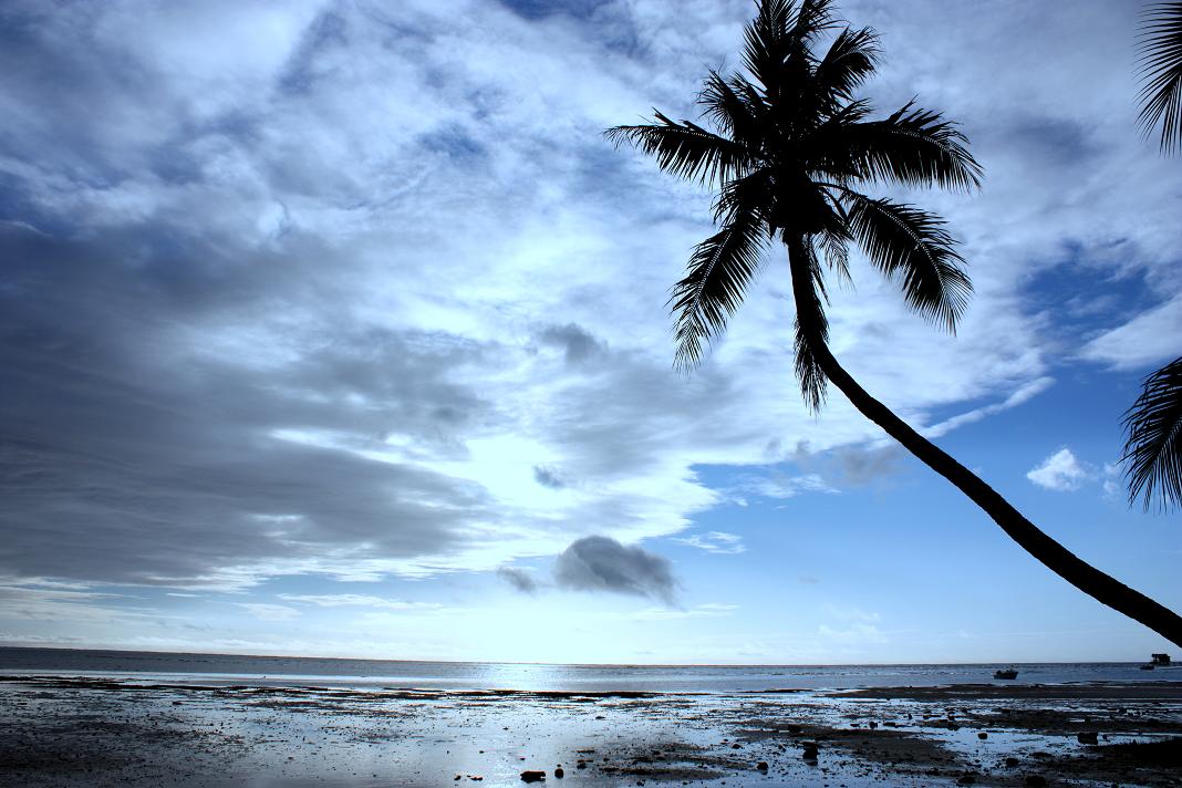 palmera def palmera def