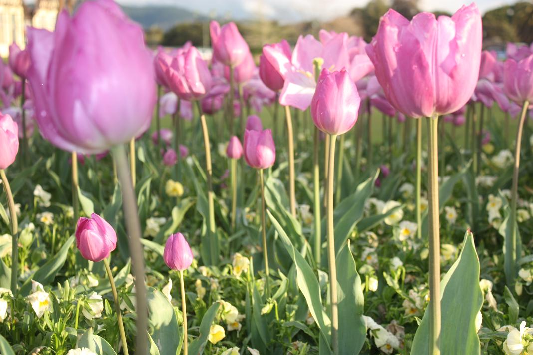 tulipanesdef tulipanesdef