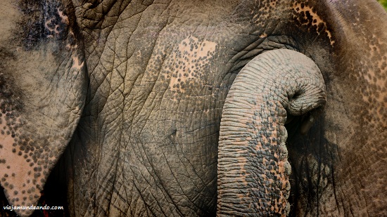 elephantchitwan Viajamundeando